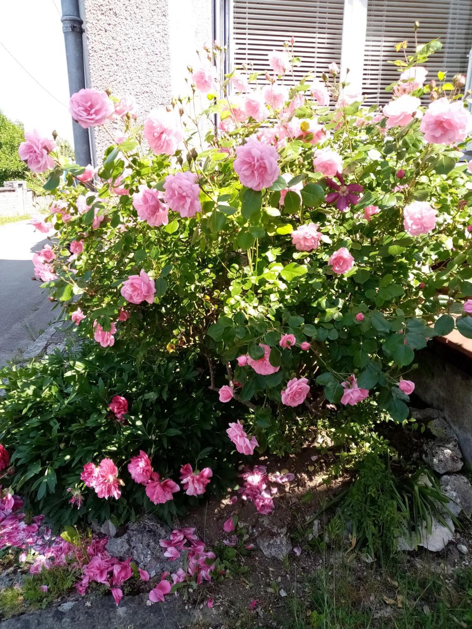 Gite Les 27 Roses Et Plus Chatel-Censoir Exterior photo